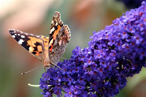 Free Images Nature Plant Flower Insect Butterfly Garden Flora