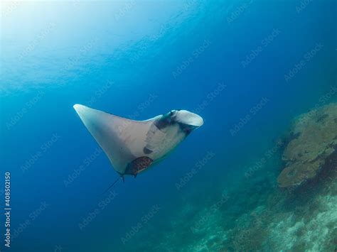 Oceanic Manta Ray Swimming With Giant Trevally Koh Tachai Plateau