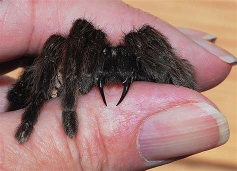 Are Tarantula Bites Dangerous Pethelpful