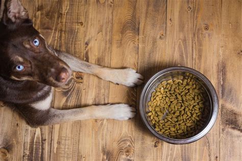 Maybe you would like to learn more about one of these? People Are Feeding Their Dogs Grain-Free Diets, and It May ...