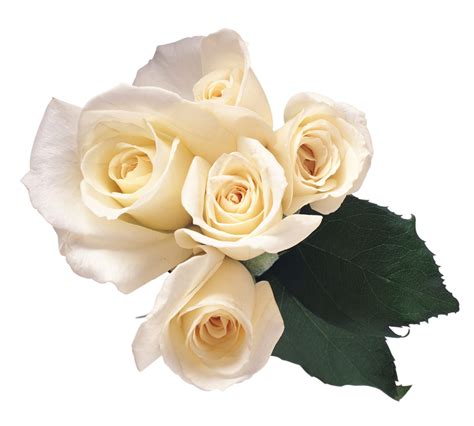 White Roses Png Image Transparent Image Download Size 1000x900px