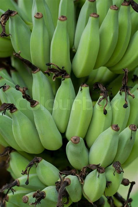Green Bananas Stock Image Colourbox