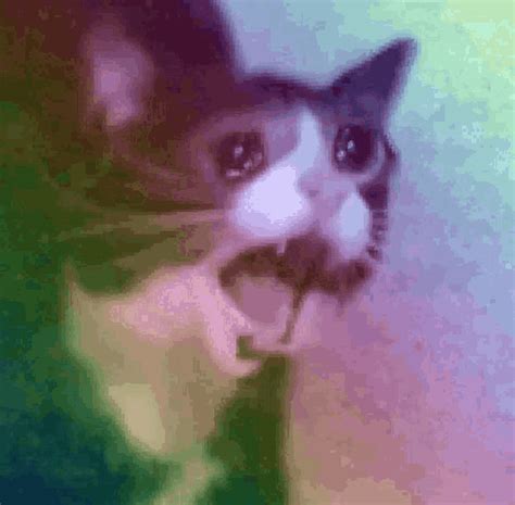Sad Cat Meme  Sadcat Meme Colorful Discover And Share S