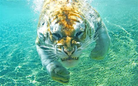 Tiger Animals Underwater Nature Wallpapers Hd Desktop