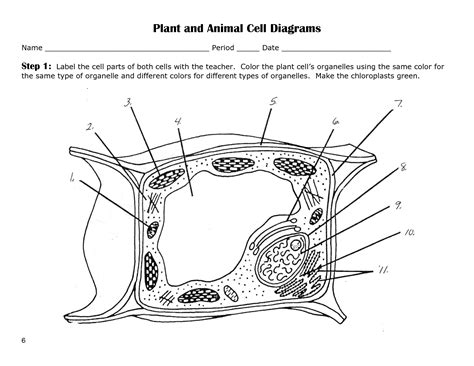 The graphic below shows an unlabeled animal cell. label plant cell worksheet 5 : Biological Science Picture ...