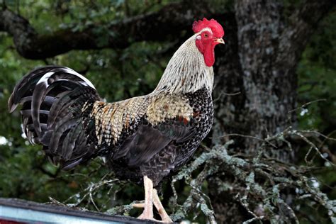 Fancy Rooster On Top Of Barn Free Stock Photo - Public Domain Pictures