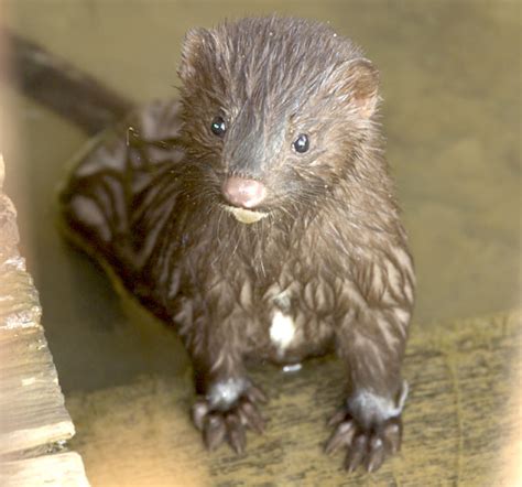 American Mink Facts Habitat Pictures Predators Diet And Reproductioin