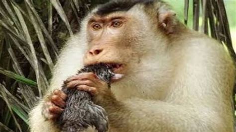 Monkey Eating Food कैसे खाता है बंदर खाना Youtube
