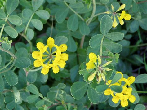 Coronilla Valentina Subsp Glauca Citrina Urban Jungle Plant