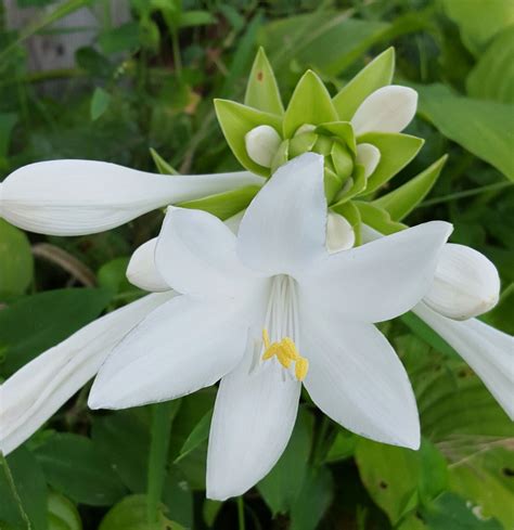 Hosta Gaucamole Large Sweet Smelling White Flower One Of My Favorite