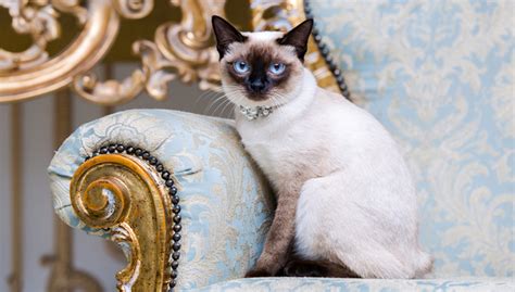 Siamese Cat Breed Characteristics Grooming Tips And Interesting Facts