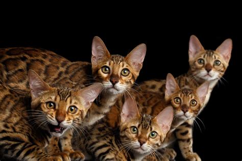 Becoming A Cat Breeder What You Need To Know Cat World