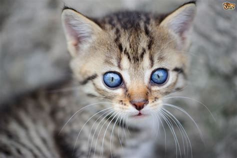 They will continue to open further until somewhere between two and three weeks of age, at which point they will be open completely. When Does a Kitten's Eyes Change Colour? | Pets4Homes