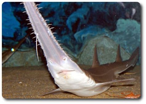 Japanese Sawshark Alchetron The Free Social Encyclopedia