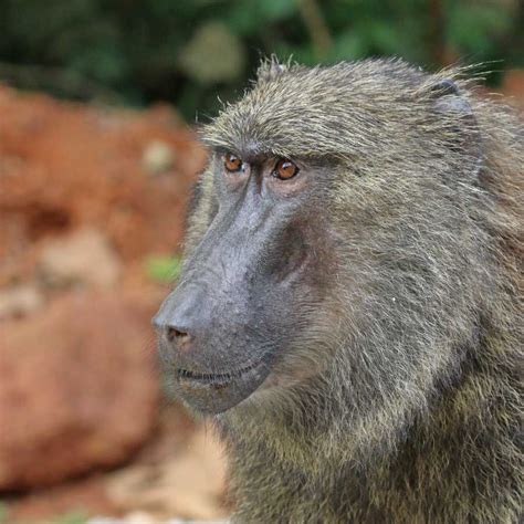 Olive Baboon Facts Pictures And In Depth Information