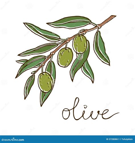 Hand Drawn Illustration Of Olives Stock Vector Illustration Of Doodle