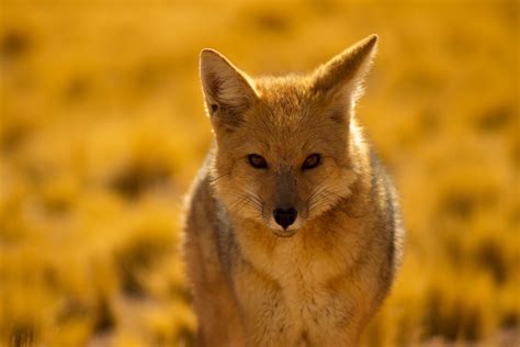 Desert Fox Royalty Free Stock Photo