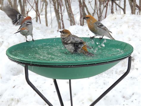 Life In The Beaver Hills Heated Bird Bath From Wild Birds Unlimited