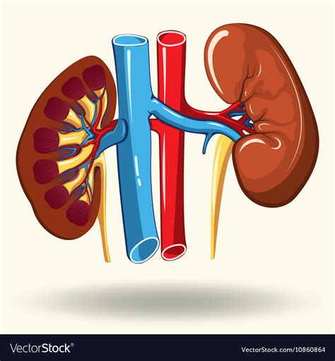 Human Kidneys Cartoon Royalty Free Vector Image