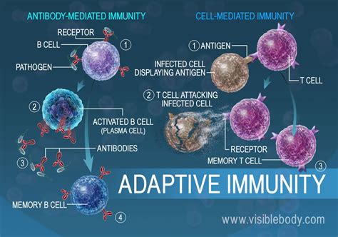 Immunology Immune System Immunity Cells Of Immune Sys Vrogue Co