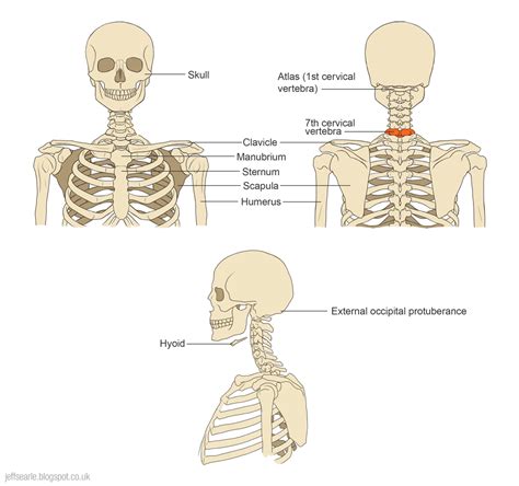 Neck And Shoulder Anatomy