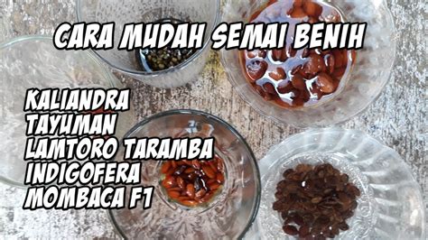 Hari ini kita semai biji benih terung bulat, timun jepun & sawi. CARA MUDAH SEMAI BENIH INDIGOFERA, KALIANDRA, TAYUMAN ...