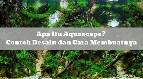 See more ideas about aquascape, aquarium, aquascape aquarium. Apa Itu Aquascape? Contoh Desain dan Cara Membuatnya ...