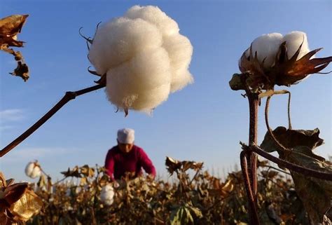 The ban, expected for months, is the strongest. Uyghurs forced to pick cotton in Xinjiang. Here's what you ...