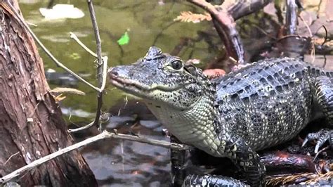 Alligator Bayou At The Tennessee Aquarium Youtube