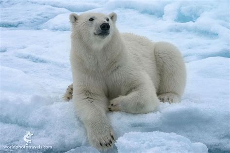 Ceremonial Portrait Of Adolescent Polar Bear By Mike Reyfman On 500px