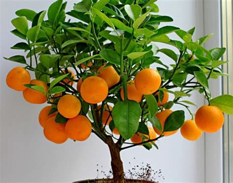 Make An Effortless But Useful Decoration With These 15 Bonsai Fruit