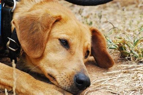 Symptoms begin 30 minutes to 8 hours after exposure: Signs And Symptoms Of Dog Poisoning - 6 steps - OneHowto