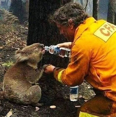 Fact Check: Were these animals rescued from the Australian bush fires ...