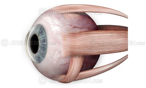 Extraocular Muscles Side View An0004 Stock Eye Images