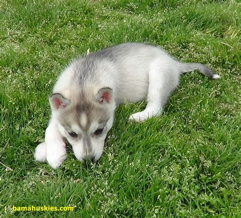 Puppy Galleries Siberian Husky Puppies For Sale