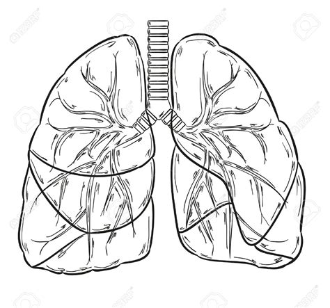Lung Cancer Drawing At Getdrawings Free Download