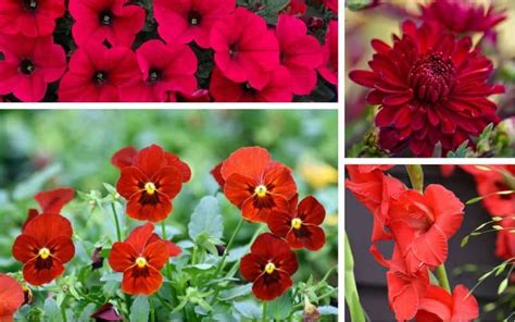 Unveiling 30 Breathtaking Red Flowers Your 2023 Guide Flower Plant