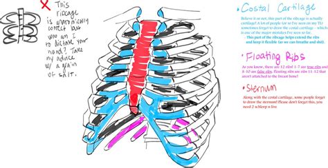 Major landmarks of a typical rib are the following: Human Anatomy Ribs - Human Anatomy