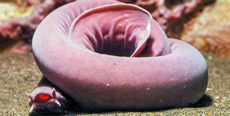 The Carcass Burrowing Hagfish Critter Science