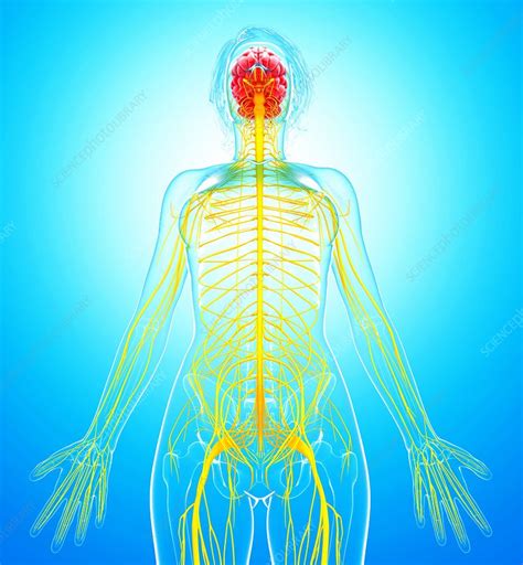 Female Nervous System Artwork Stock Image F0079994 Science
