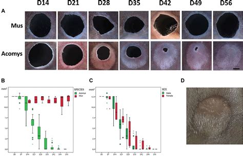 Ear Wound Regeneration In The African Spiny Mouse Acomys Cahirinus