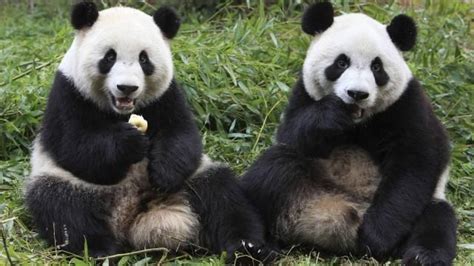 On nov 30, it was also reported that the malaysian animal association had urged the government to. Zoo Negara's Famous Giant Pandas Xing Xing & Liang Liang