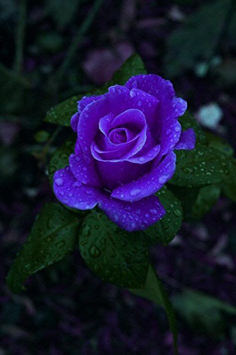 17 ♥ The Perfect Purple Rose ♥ Ideas Rose Purple Roses Beautiful Roses