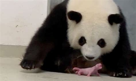 Nascimento De Pandas Gêmeos Surpeende Equipe De Zoológico De Berlim