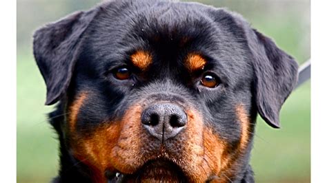 Rottweiler Wallpaper 64 Pictures