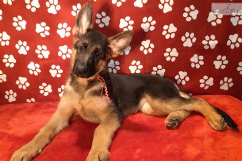 Get great deals on ebay! Vom Buflod : German Shepherd puppy for sale near Dayton / Springfield, Ohio. | 6b27006f-e741