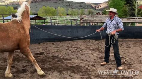 Horse Training Groundwork How To Teach Your Horse How To Stand Still