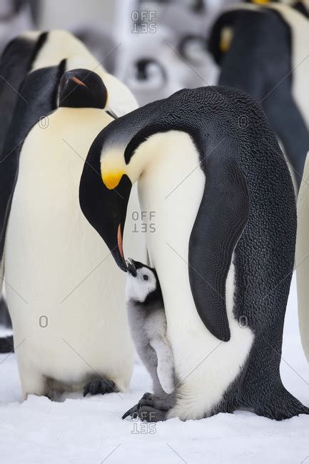 Emperor Penguin Feeding Chick Snow Hill Island Antarctica Stock Photo