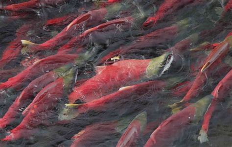 Will The Fraser Sockeye Boom Or Bust Fraser Sockeye Vs Farmed Salmon