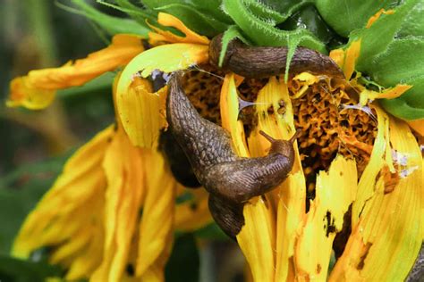 5 Bugs And Insects That Eat Your Sunflowers Repelling Tips Pest